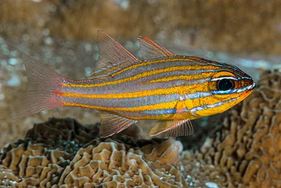 Yellowstriped cardinalfish - Ostorhinchus cyanosoma