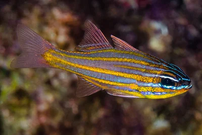 Yellowstriped cardinalfish - Ostorhinchus cyanosoma
