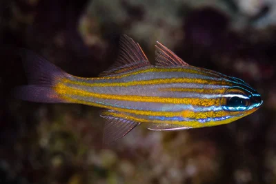 Yellowstriped Cardinalfish - Ostorhinchus cyanosoma