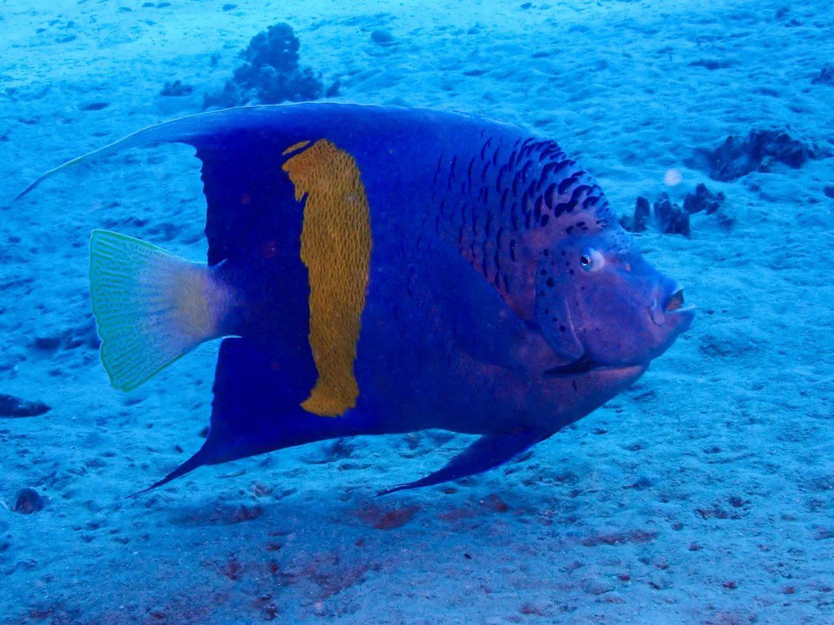 Yellowbar Angelfish