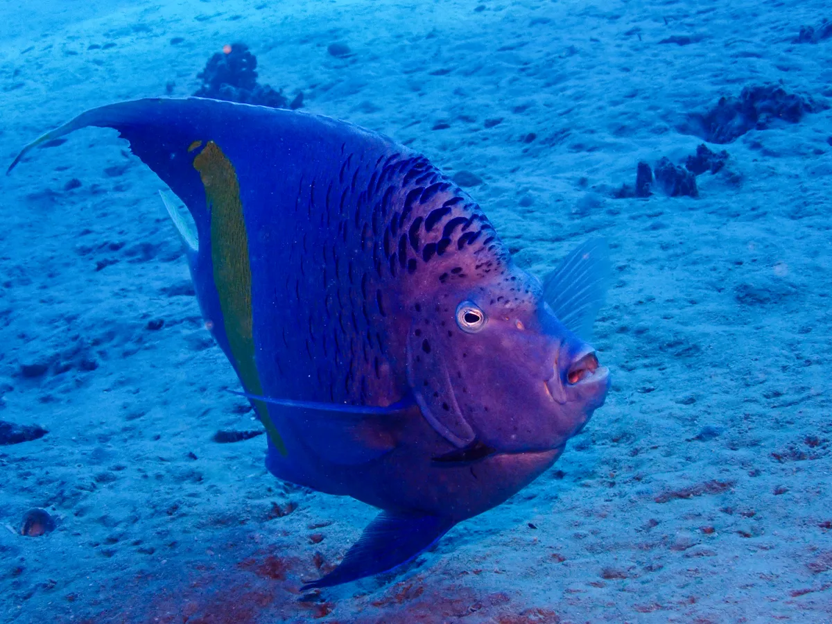 Yellowbar Angelfish