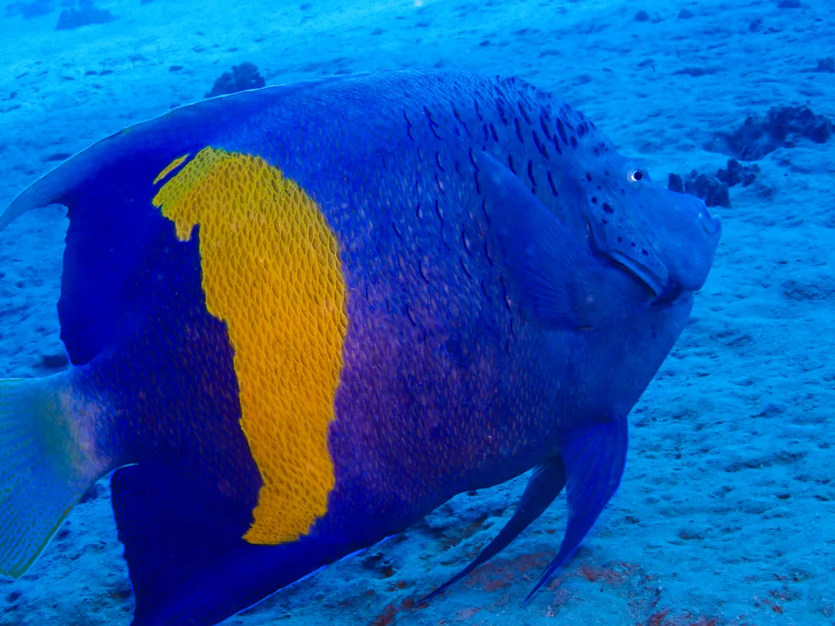 Yellowbar Angelfish