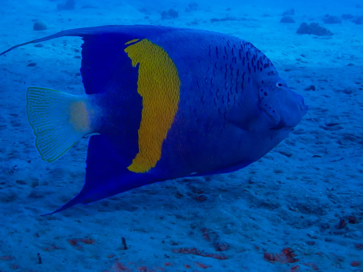Yellowbar Angelfish