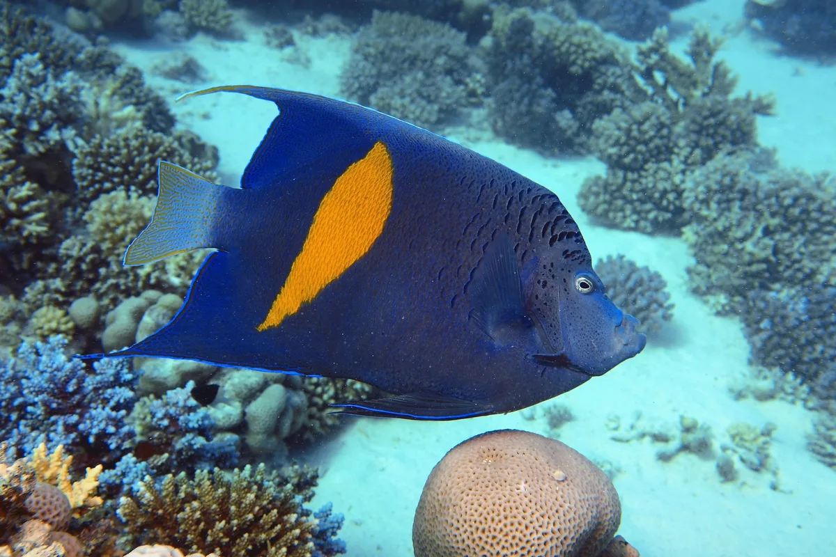 Pomacanthus maculosus