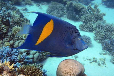 Pomacanthus maculosus