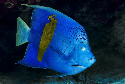 Yellowbar angelfish - Pomacanthus maculosus
