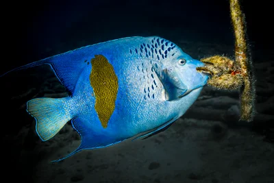 Yellowbar Angelfish - Poisson Ange à croissant (Pomacanthus maculosus)