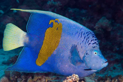 Yellowbar Angelfish - Pomacanthus maculosus