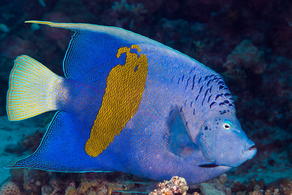 Yellowbar Angelfish - Pomacanthus maculosus