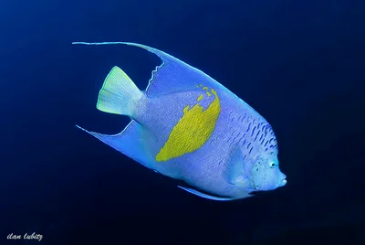 Pomacanthus maculosus  (Pomacanthus maculosus)  _