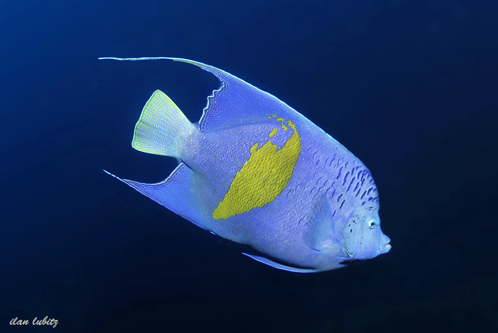 Pomacanthus maculosus  (Pomacanthus maculosus)  _