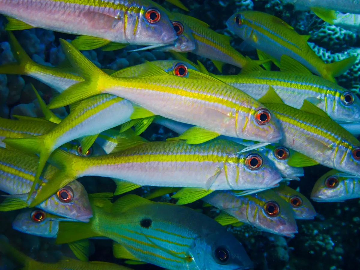 Yellowfin Goatfish