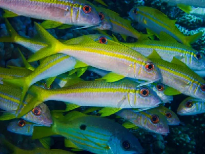 Yellowfin Goatfish