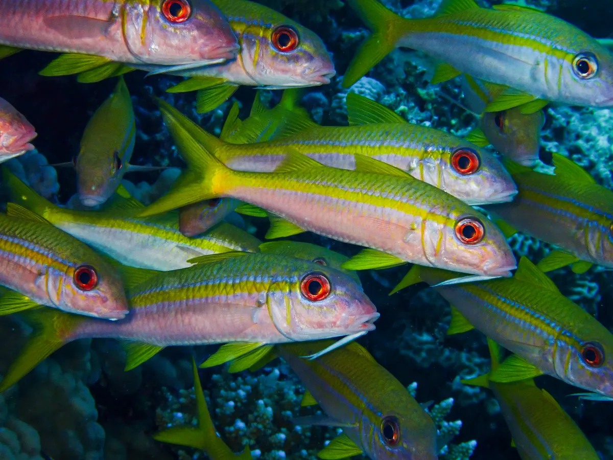 Yellowfin Goatfish