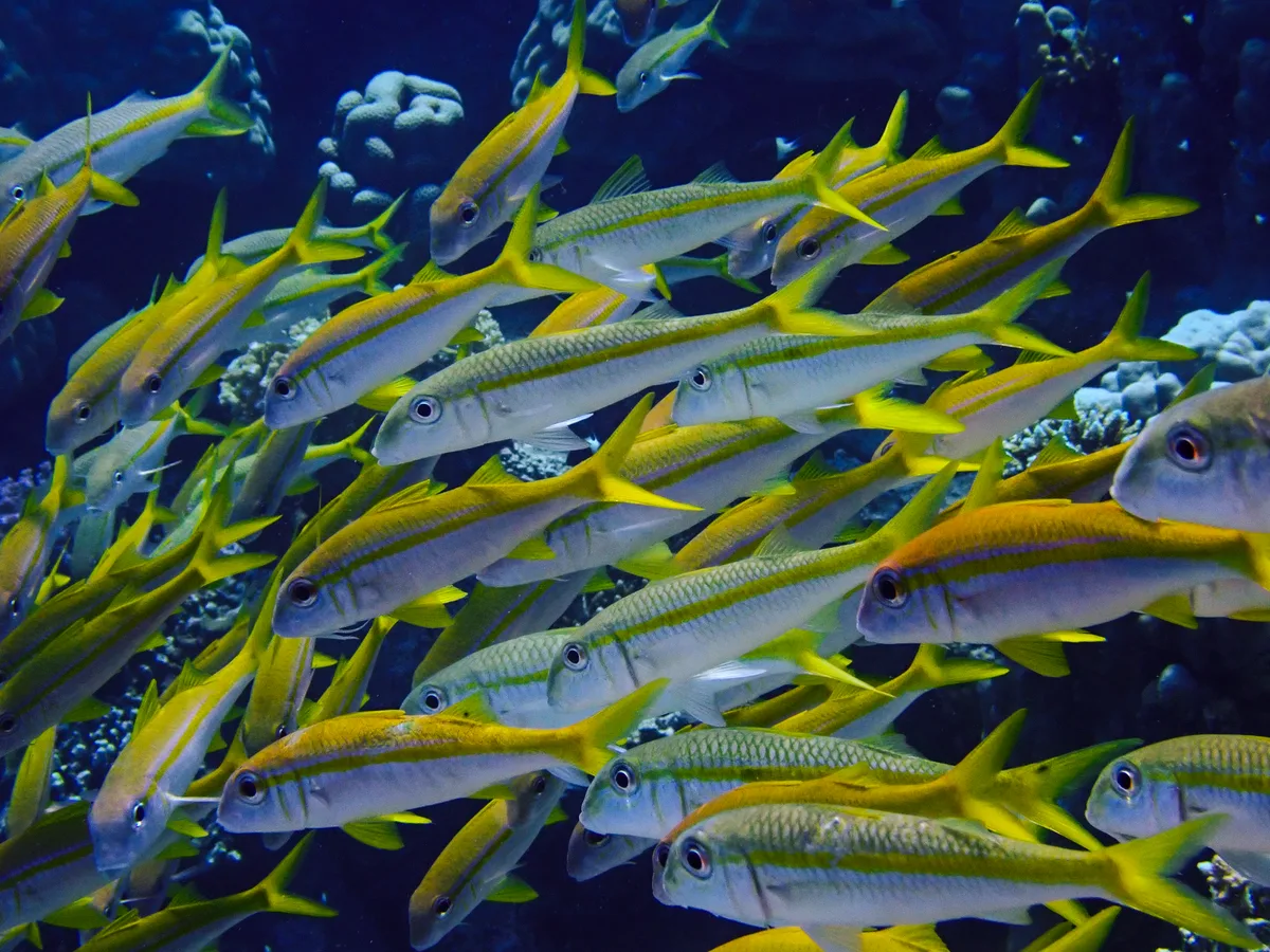 Yellowfin Goatfish