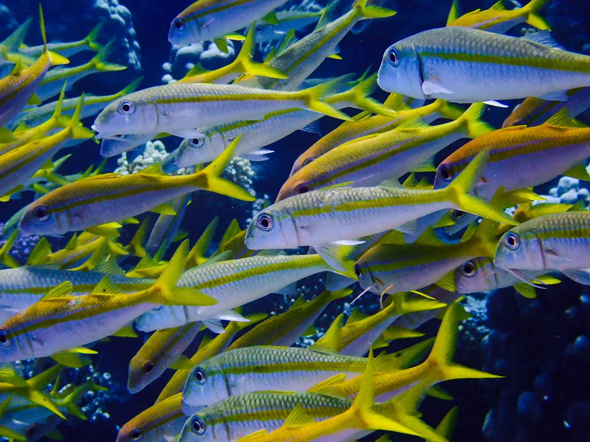 Yellowfin Goatfish