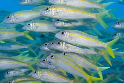 Yellowfin goatfish (Mulloidichthys vanicolensis)