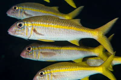 Yellowfin Goatfish - Mulloidichthys vanicolensis