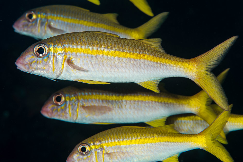 Yellowfin Goatfish - Mulloidichthys vanicolensis