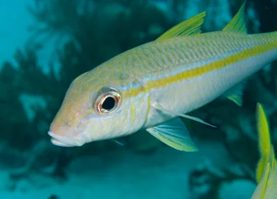 Goat Fish