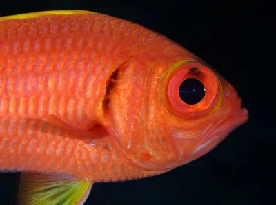Yellowfin Soldierfish