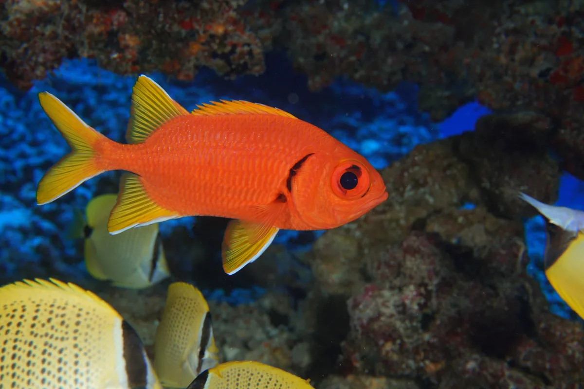 Myripristis chryseres - Pearl and Hermes Atoll, Hawaii, USA