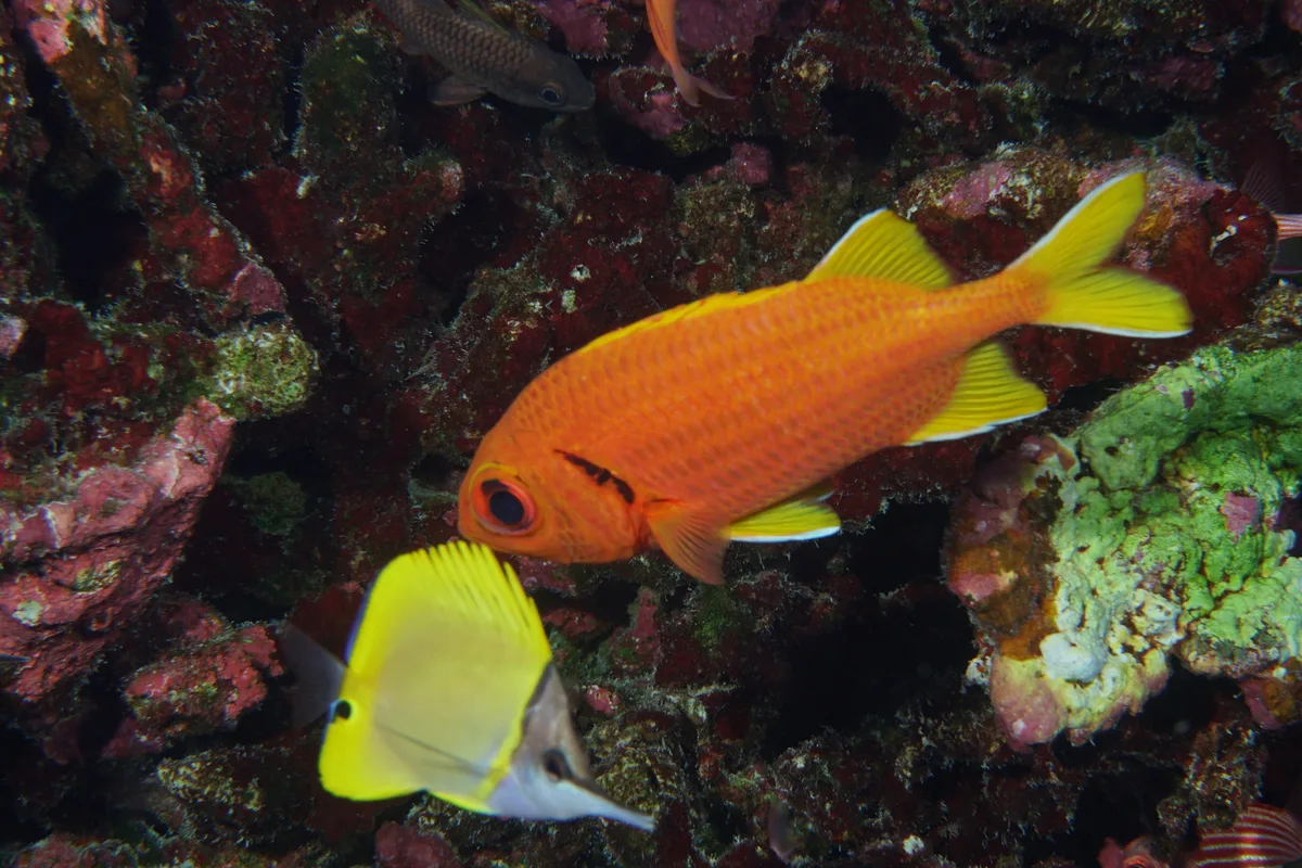 Myripristis chryseres - Pearl and Hermes Atoll, Hawaii, USA