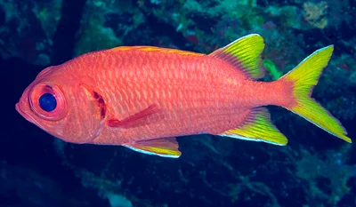Myripristis chryseres - The Brothers