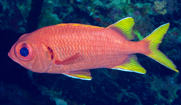 Myripristis chryseres - The Brothers
