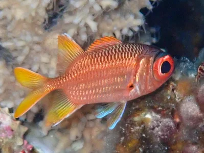 Myripristis chryseres - Aur Atoll, RMI