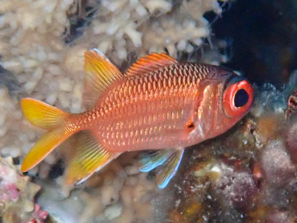 Myripristis chryseres - Aur Atoll, RMI
