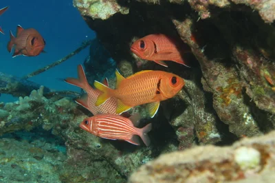 Myripristis chryseres - Wailea-Makena, HI, USA