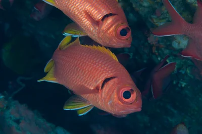 Myripristis chryseres - 日本、鹿児島県熊毛郡屋久島町永田　観音