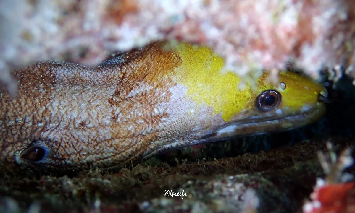 Gymnothorax rueppelliae