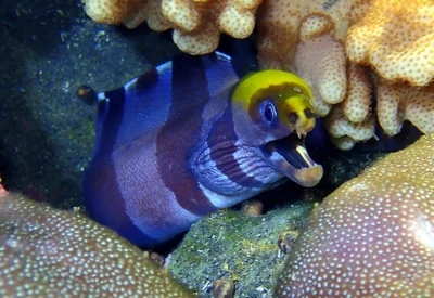 Gymnothorax rueppelliae