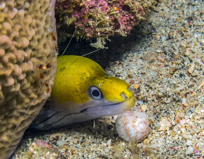 Yellow-headed Moray - Gymnothorax rueppelliae
