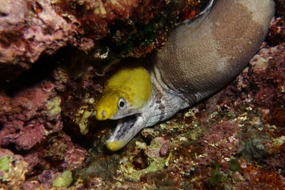 Yellow-headed Moray, Gymnothorax rueppelliae (McClelland, 1844)