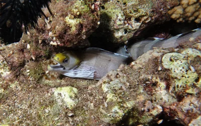 Gymnothorax rueppelliae