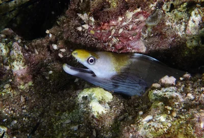 Gymnothorax rueppelliae