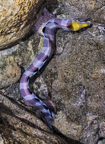 Gymnothorax rueppelliae - Cimetière Saint-Gilles, Saint-Paul 97460, Réunion