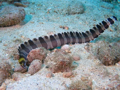 Gymnothorax rueppelliae - Christmas Island