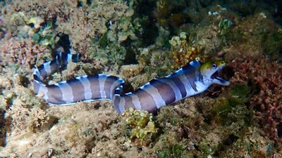 Gymnothorax rueppelliae - Waialua Bay, HI, US