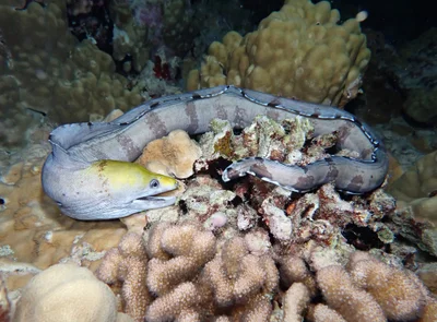 Gymnothorax rueppelliae - Point Panic