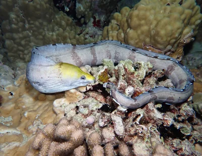 Gymnothorax rueppelliae - Point Panic