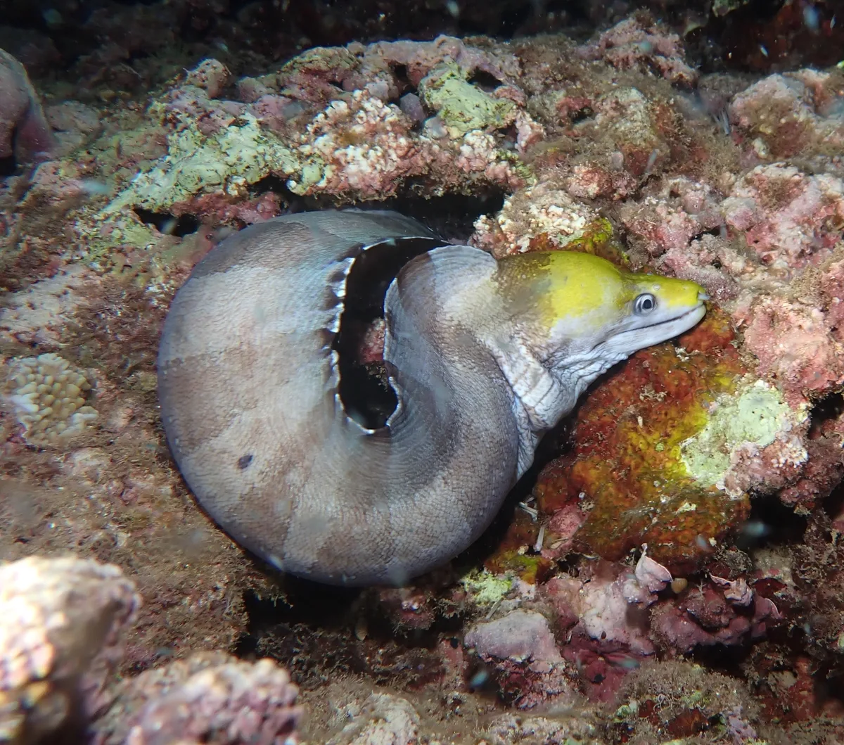 Gymnothorax rueppelliae - Haleiwa Ali'i