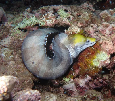 Gymnothorax rueppelliae - Haleiwa Ali'i