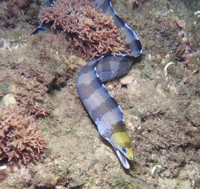Gymnothorax rueppelliae - Haleiwa Ali'i