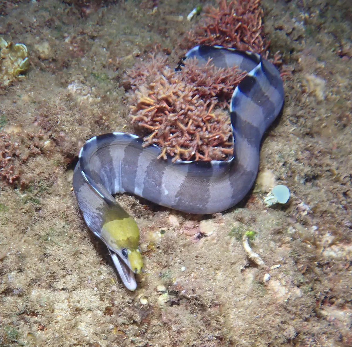 Gymnothorax rueppelliae - Haleiwa Ali'i