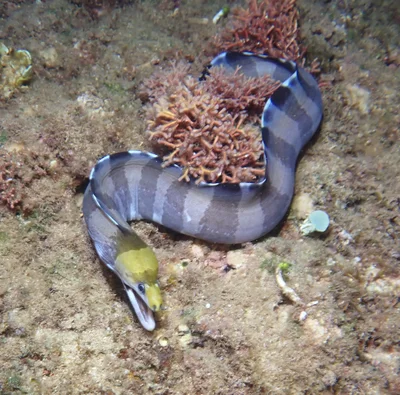 Gymnothorax rueppelliae - Haleiwa Ali'i