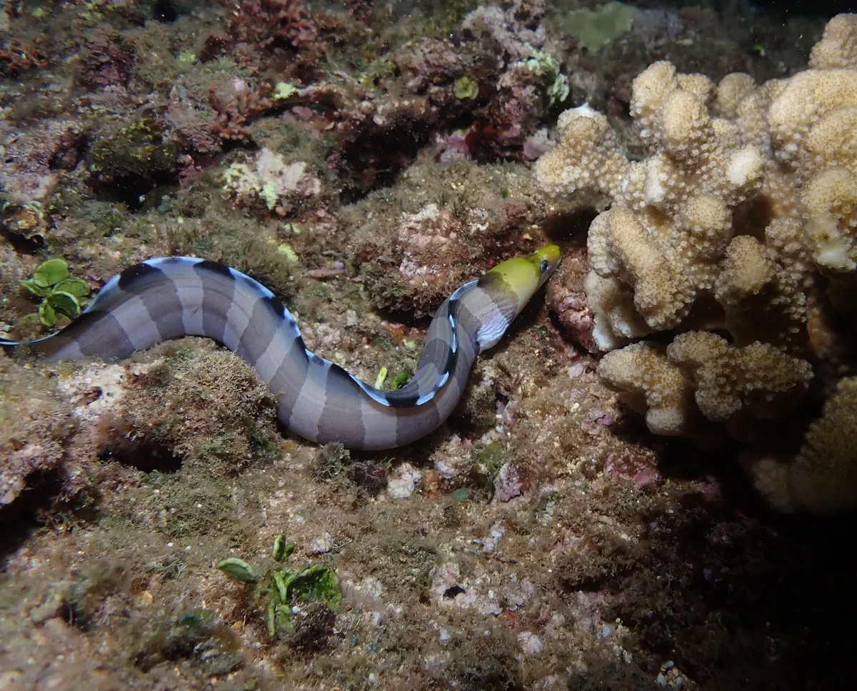Gymnothorax rueppelliae - Haleiwa Ali'i